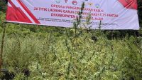Bareskrim Musnahkan 51,75 Hektare Ladang Ganja di Gunung Leuser