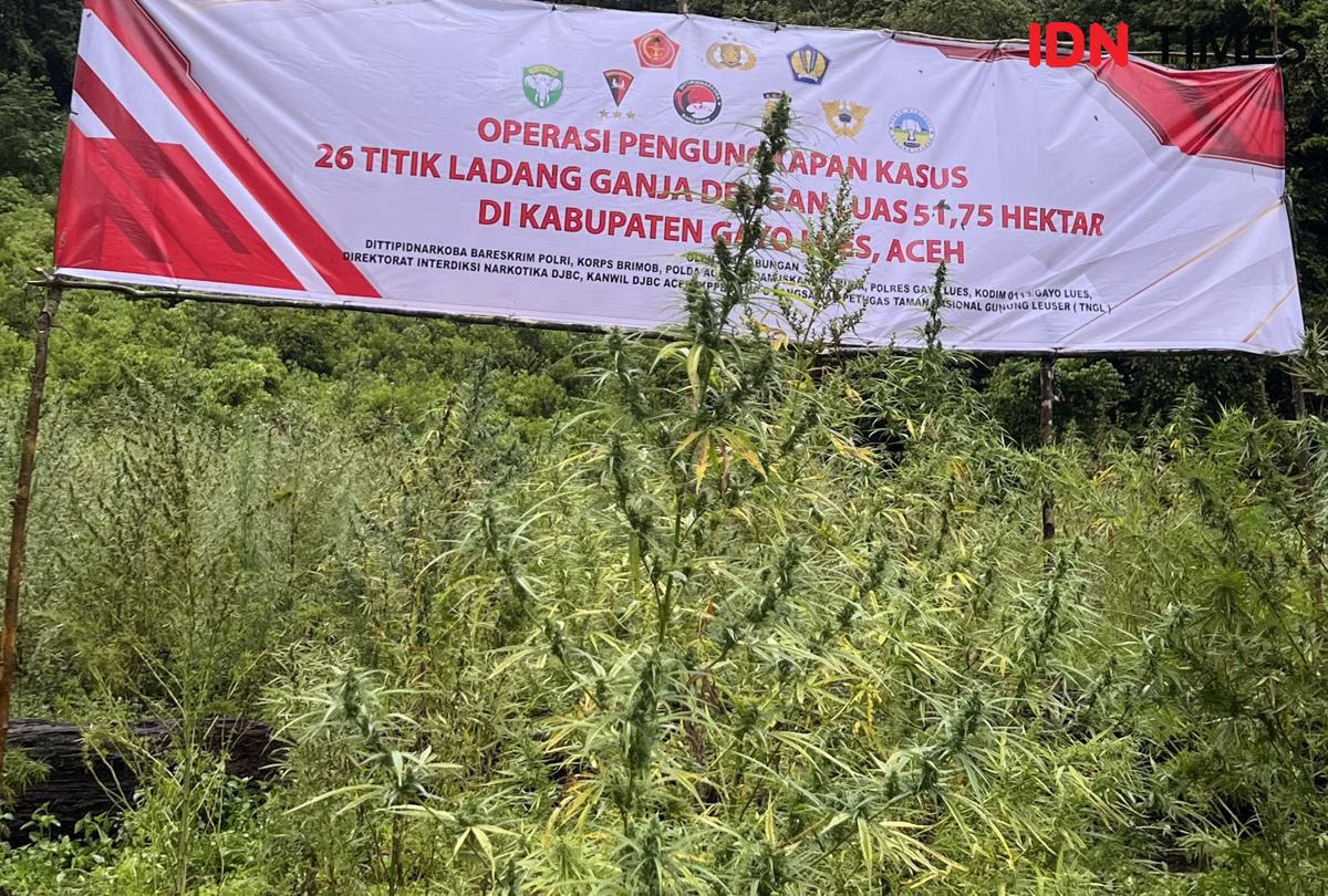 Bareskrim Musnahkan 51,75 Hektare Ladang Ganja di Gunung Leuser